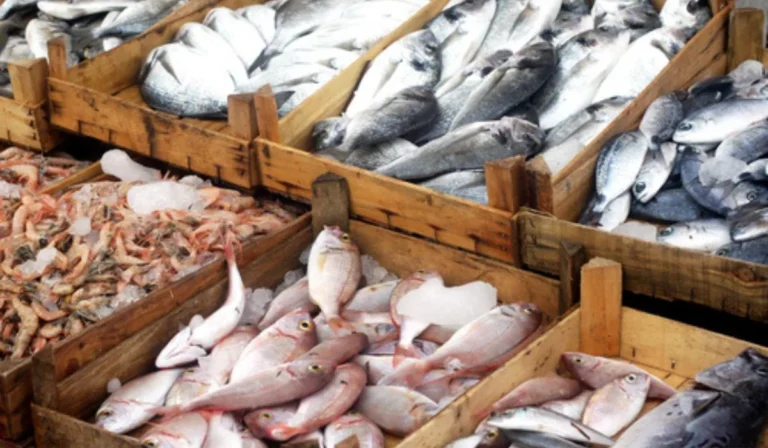 Business Ideas in Hyderabad (Fish Retail Business)