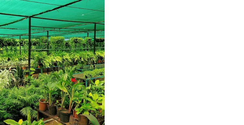 business ideas in Pune- Nursery Shop