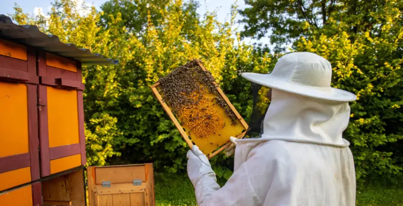 Best Business Ideas in Bihar - Beekeeping Business