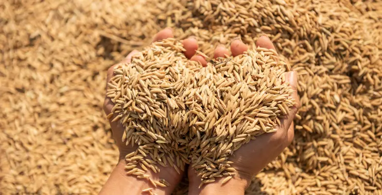 Best Business Ideas in Bihar - Wheat Processing