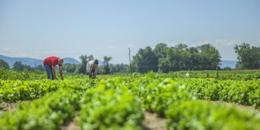 Agriculture Business Ideas