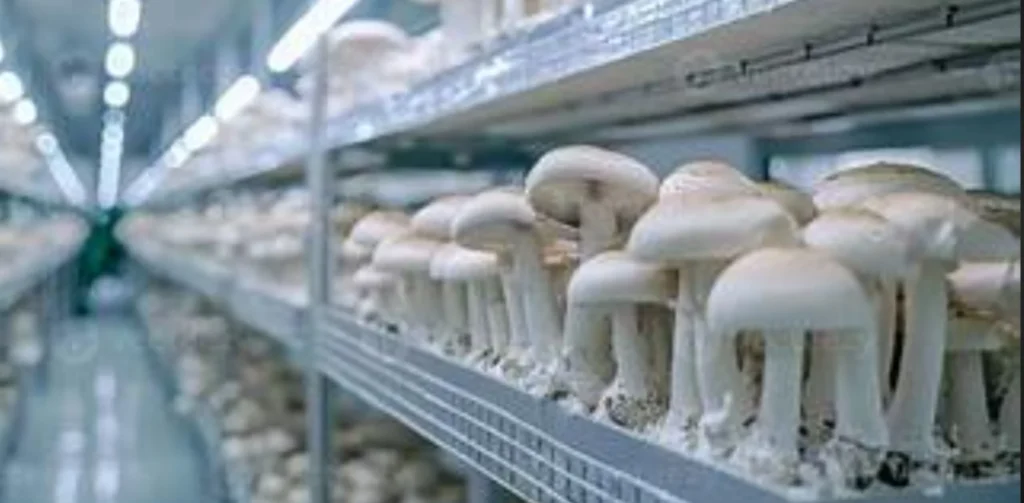 Business Ideas in Bihar - Mushroom Cultivation Business