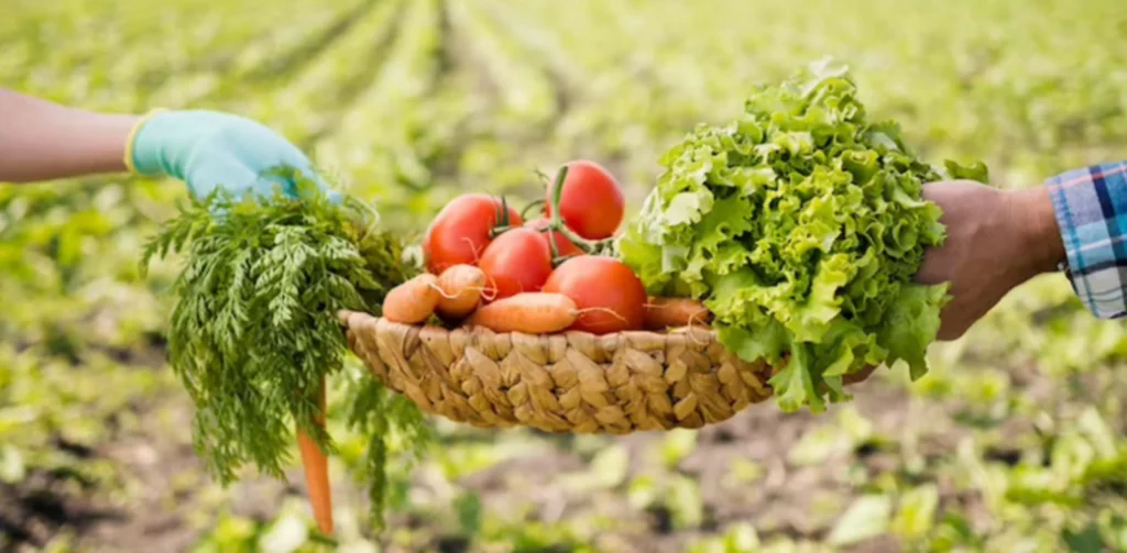 Business Ideas in Bihar - Organic Farming & Vegetable Export