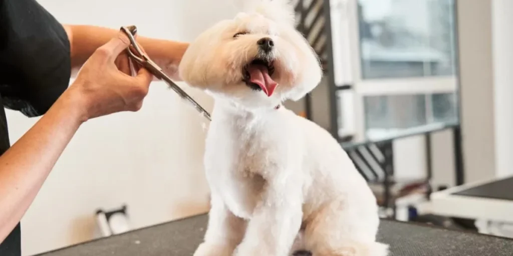 Pet Care & Grooming Services - Business Ideas in Mumbai