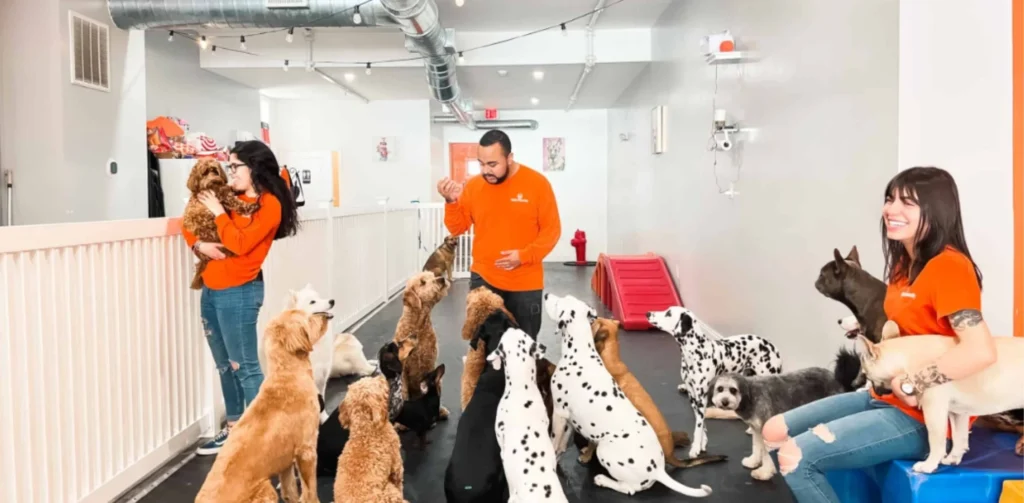 Business Ideas in Kerala - Pet Care & Pet Boarding