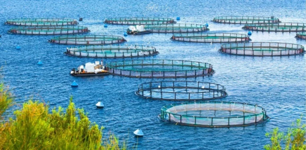 Business Ideas in Kerala - Seafood & Aquaculture Business