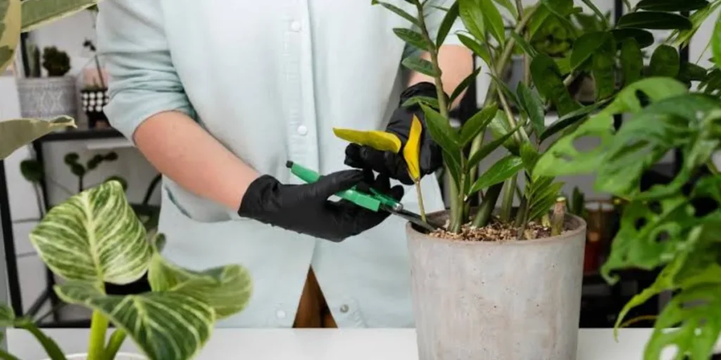 Interior Plants Rental & Maintenance Service - Business Ideas in Bangalore