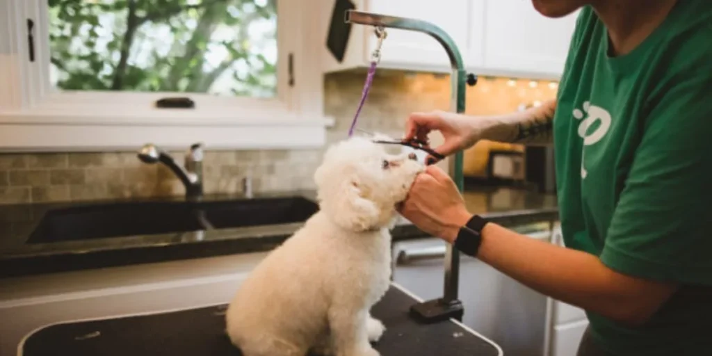 Pet Grooming & Pet Sitting Service - Business Ideas in Bangalore